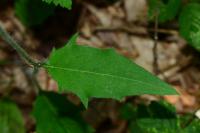 Hieracium laevigatum