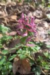 Corydalis solida