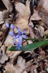 Scilla bifolia
