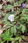 Anemone nemorosa