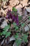 Corydalis solida