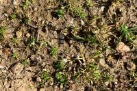 Draba verna