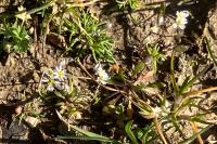 Draba verna