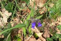 Pulmonaria longifolia