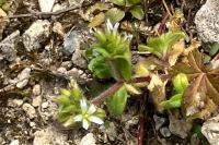 Cerastium glomeratum