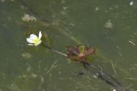 Ranunculus tripartitus