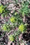 Euphorbia cyparissias
