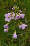 Cardamine pratensis