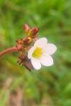 Saxifraga granulata
