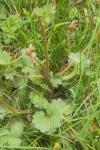 Saxifraga granulata