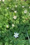 Anemone nemorosa