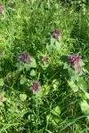 Lamium purpureum