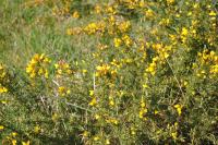 Ulex europaeus