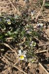 Viola arvensis
