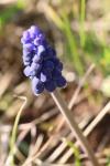 Muscari neglectum