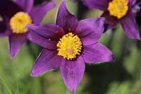 Pulsatilla vulgaris