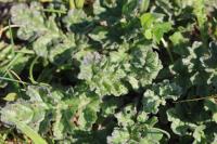 Jacobaea vulgaris
