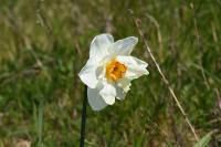 Narcissus poeticus