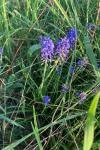 Muscari neglectum