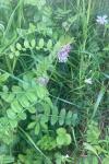 Vicia sepium