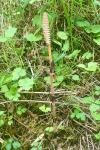 Equisetum arvense