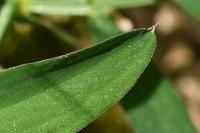 Lathyrus linifolius