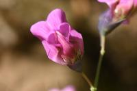 Lathyrus linifolius