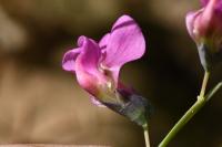 Lathyrus linifolius