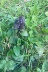 Ajuga reptans