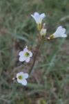 Saxifraga granulata