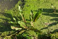 Rumex