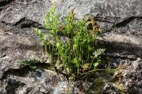 Asplenium ruta-muraria