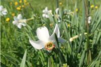 Narcissus poeticus