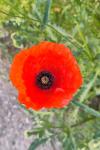 Papaver rhoeas