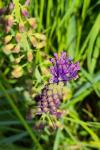 Muscari comosum