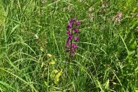 Anacamptis laxiflora