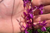 Anacamptis laxiflora