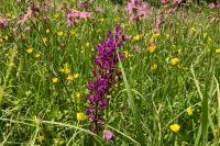 Anacamptis laxiflora