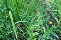 Veronica anagallis-aquatica