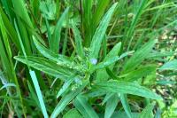 Veronica anagallis-aquatica