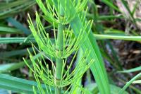 Equisetum fluviatile