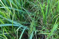 Equisetum fluviatile