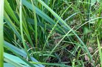 Equisetum fluviatile