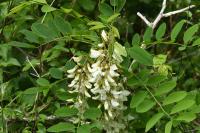 Robinia pseudoacacia