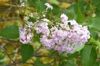 Syringa vulgaris