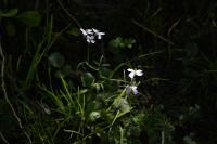 Cardamine pratensis