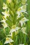 Platanthera chlorantha