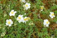 Helianthemum apenninum