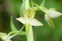 Platanthera chlorantha