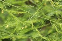 Asparagus officinalis